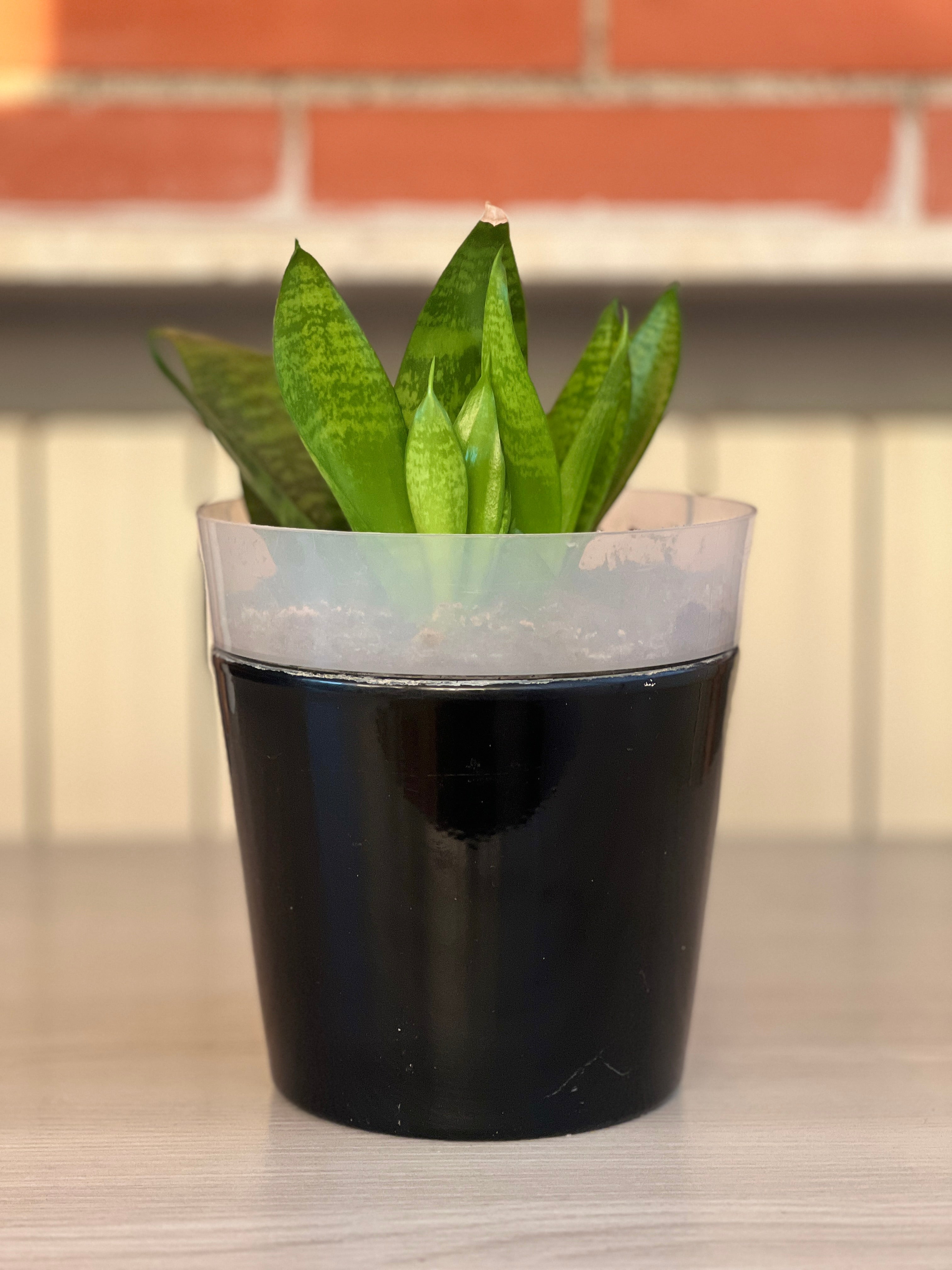 Sansevieria Trifasciata (varietà verde)