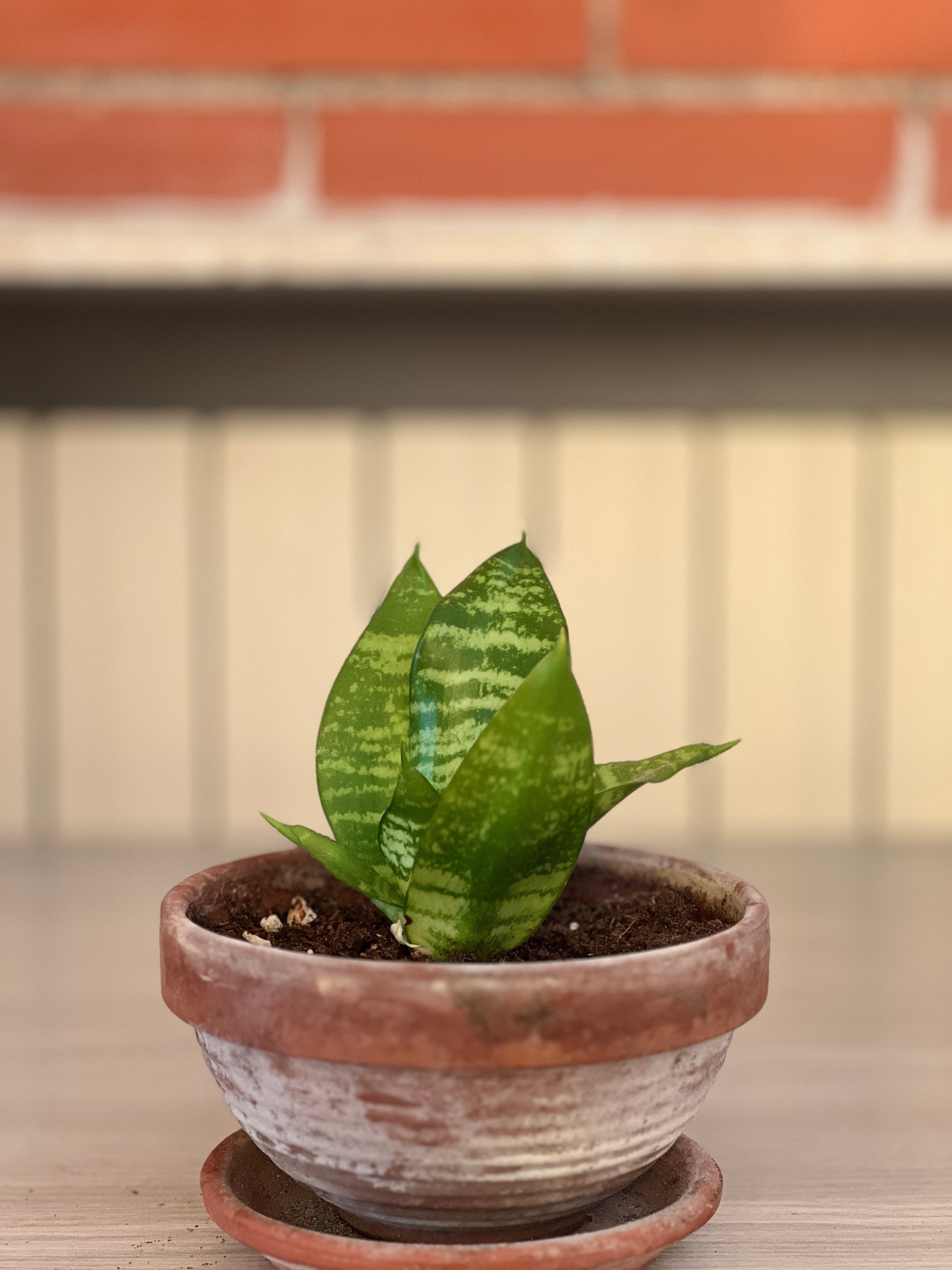 Sansevieria Trifasciata (varietà verde)