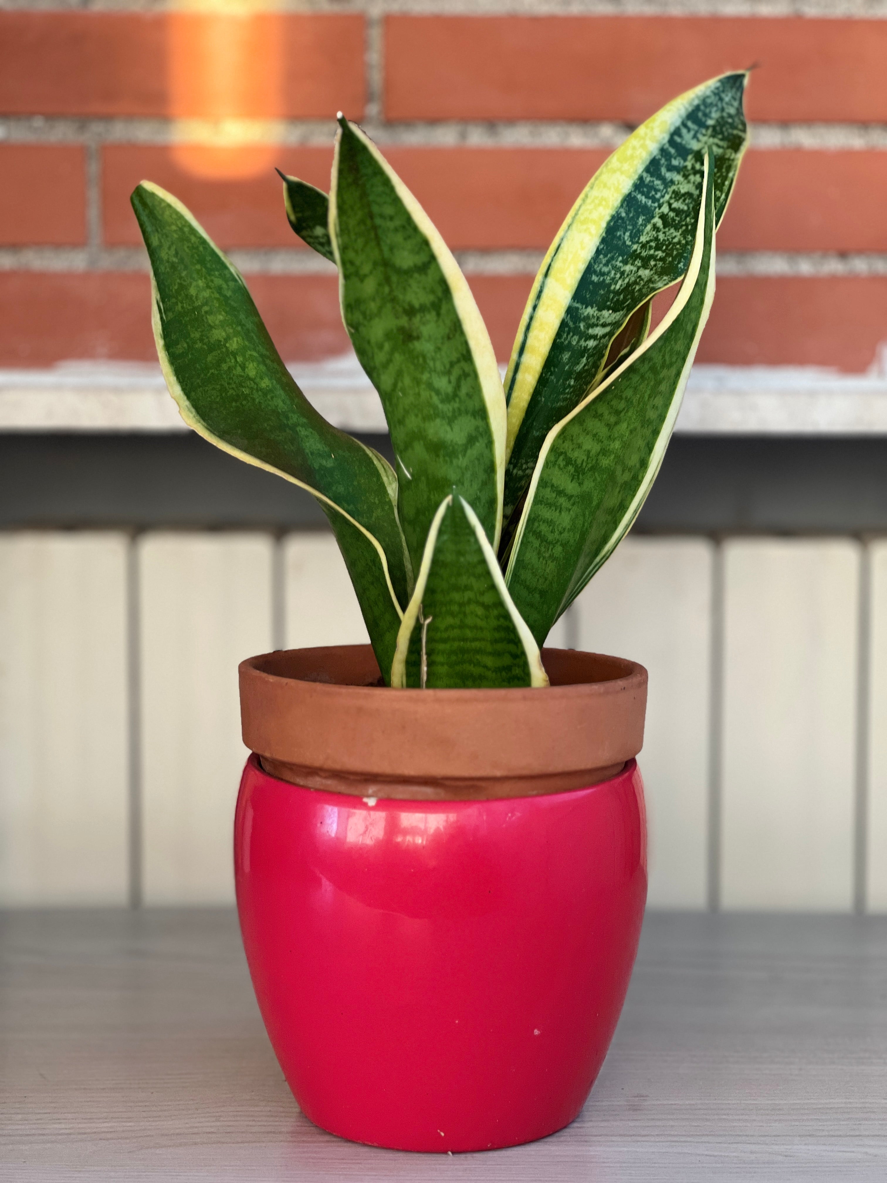 Sansevieria Trifasciata Laurentii (bordo giallo)