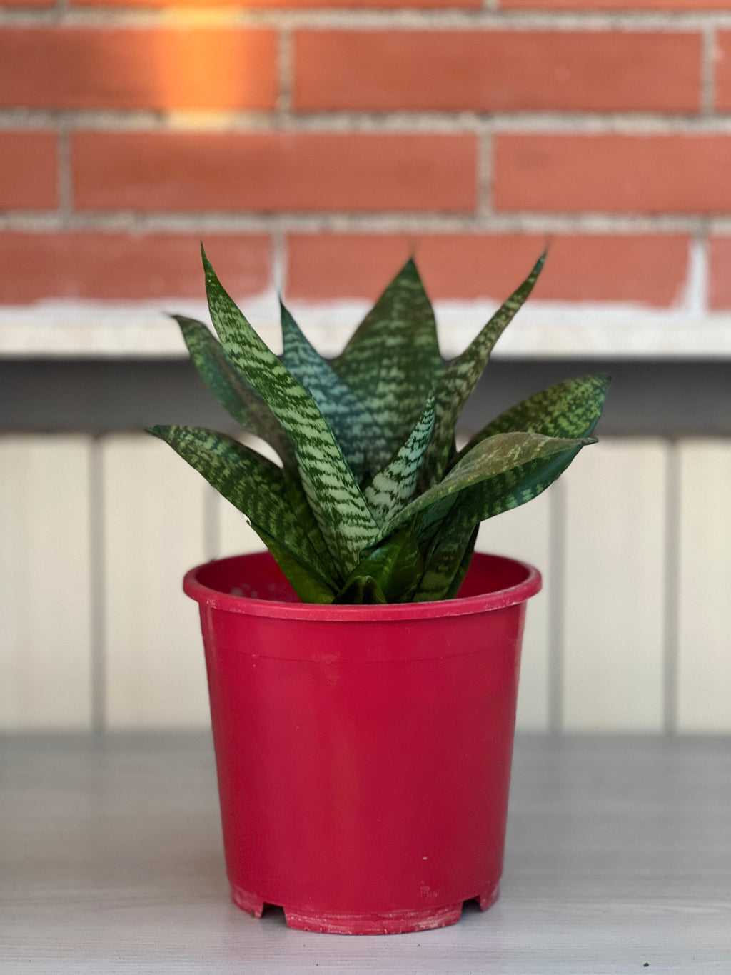 Sansevieria Trifasciata (varietà verde)