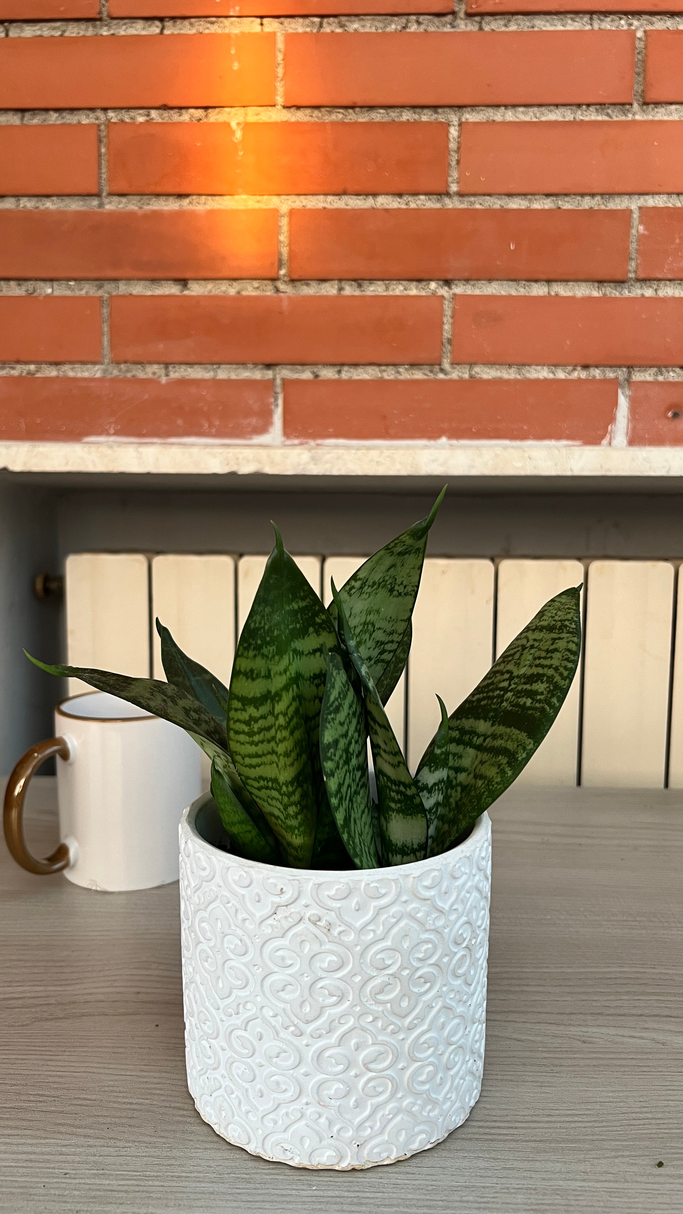 Sansevieria Trifasciata (varietà verde)